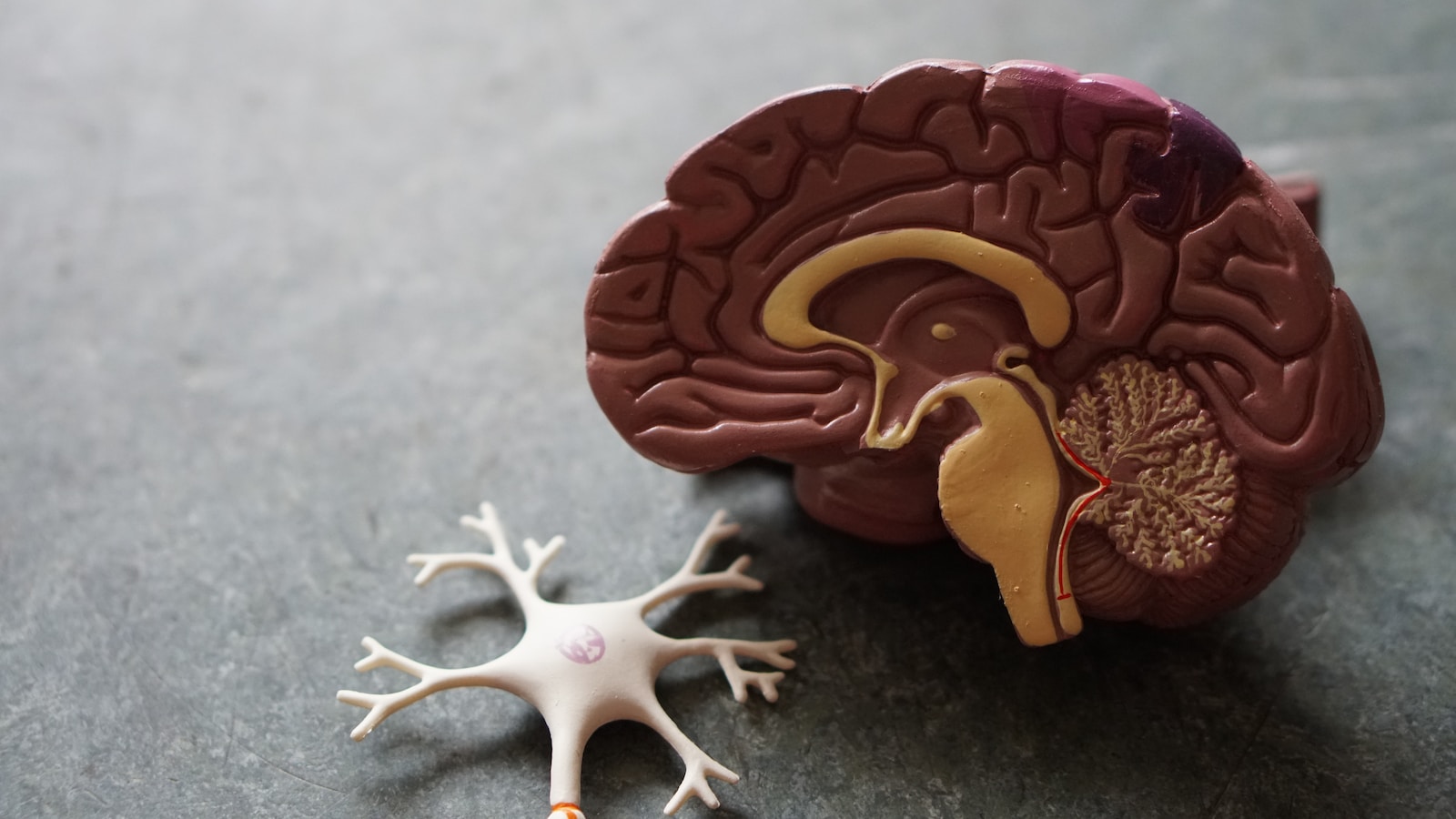 Nerve human brain toy